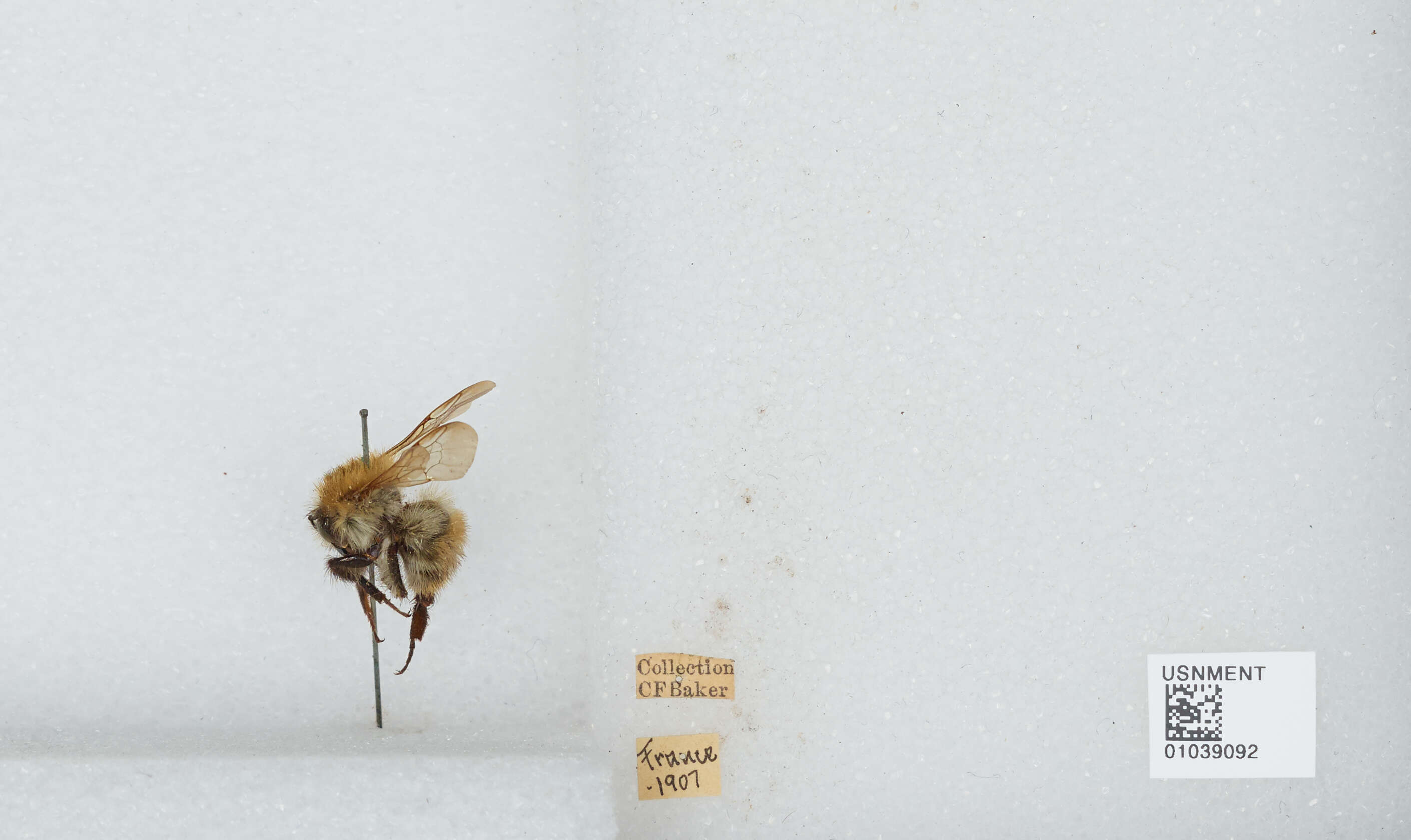 Image of Common carder bumblebee