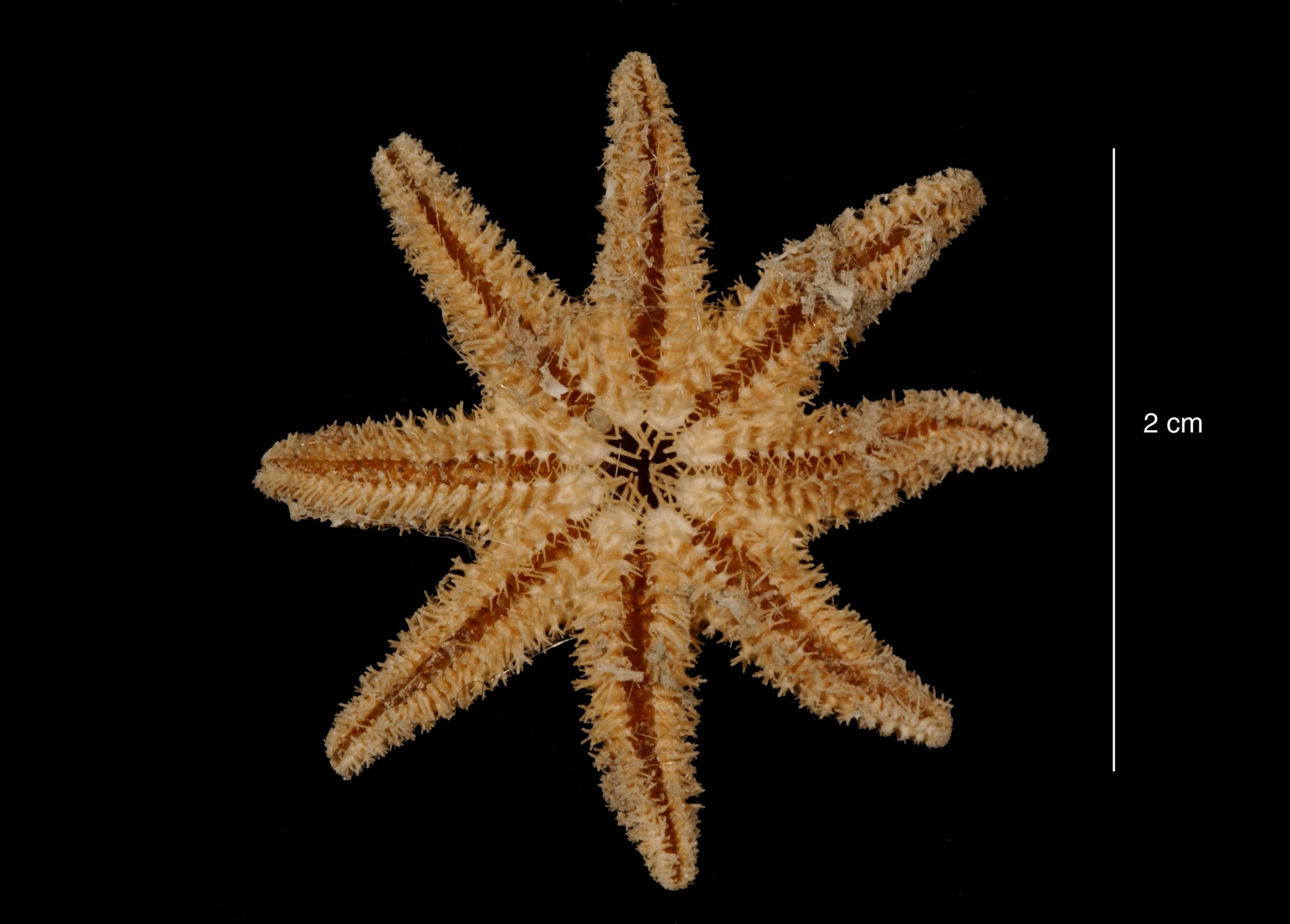 Imagem de Solaster regularis subarcuatus Sladen 1889