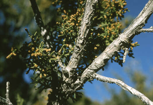 Image of oneseed juniper