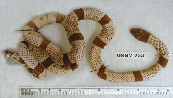 Image of Black-banded Coral Snake