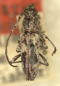 Image of Elaphidion cubae Fisher 1932