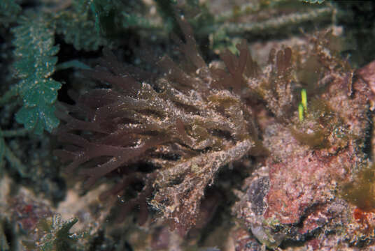 Image of Solieria pacifica