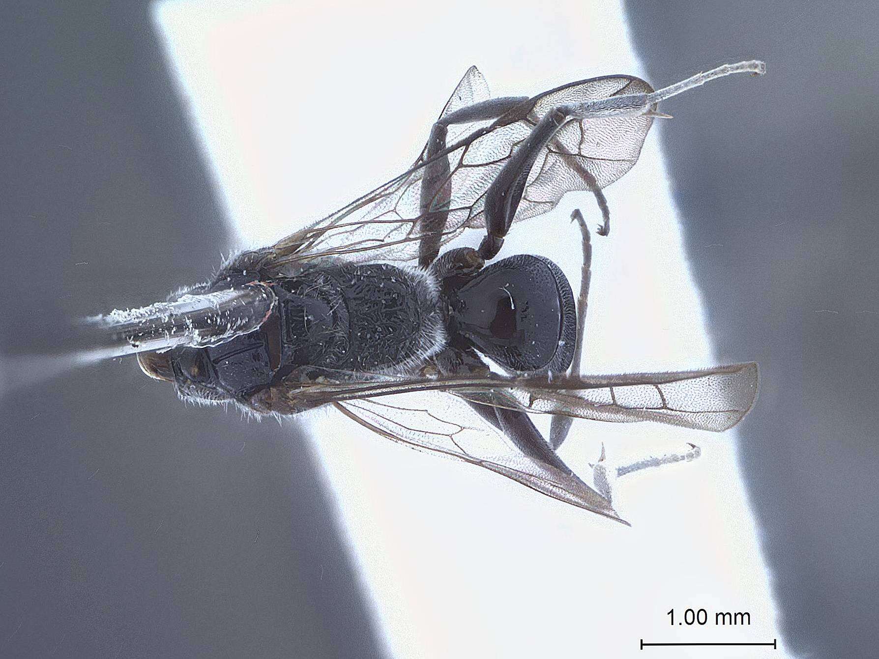 Image of Dolichurus rugosifrons Tsuneki ex Tsuneki et al. 1992