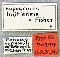 Image of Eupogonius haitiensis Fisher 1935