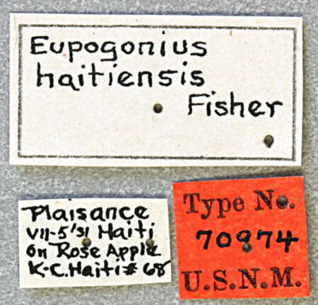 Image of Eupogonius haitiensis Fisher 1935