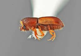 Image of Pityophthorus minimus Wood 2007