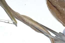 Sivun Dasybatis dipterurus Jordan & Gilbert 1880 kuva