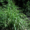 Imagem de Panicum L.