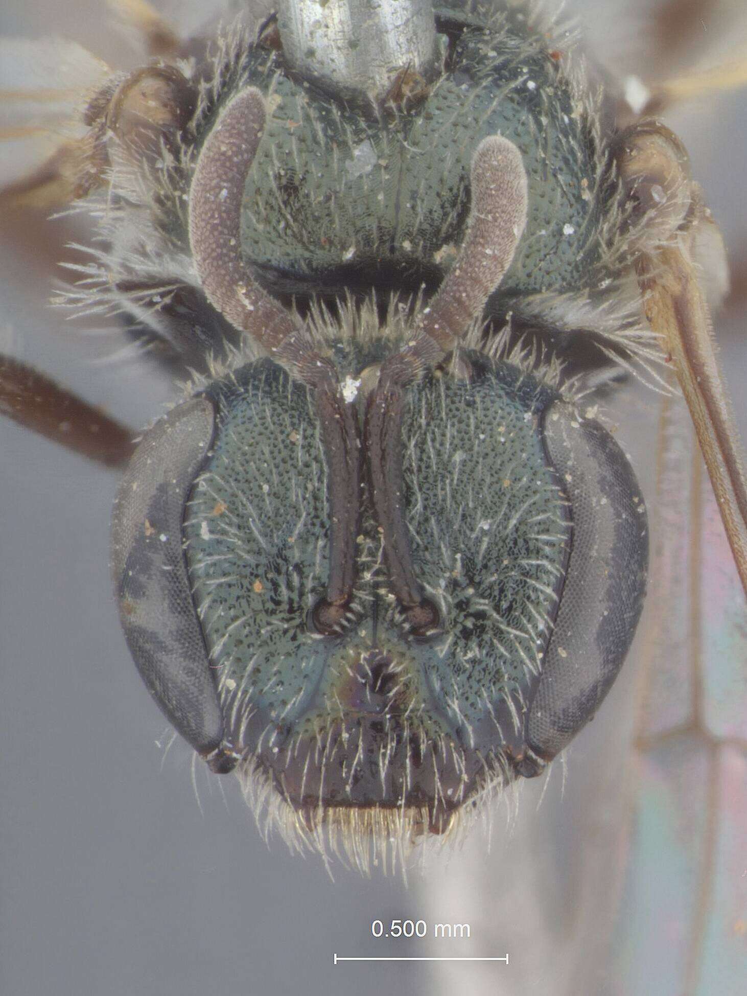 Image of Halictus