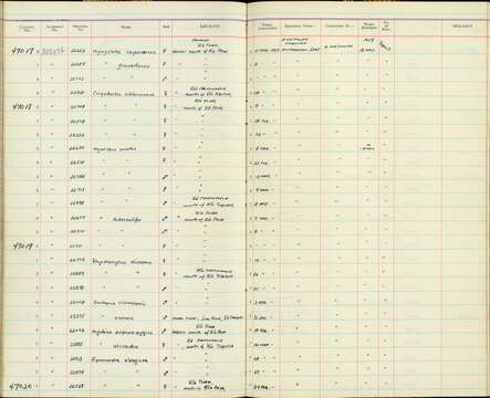 Image of Mionectes oleagineus parcus Bangs 1900