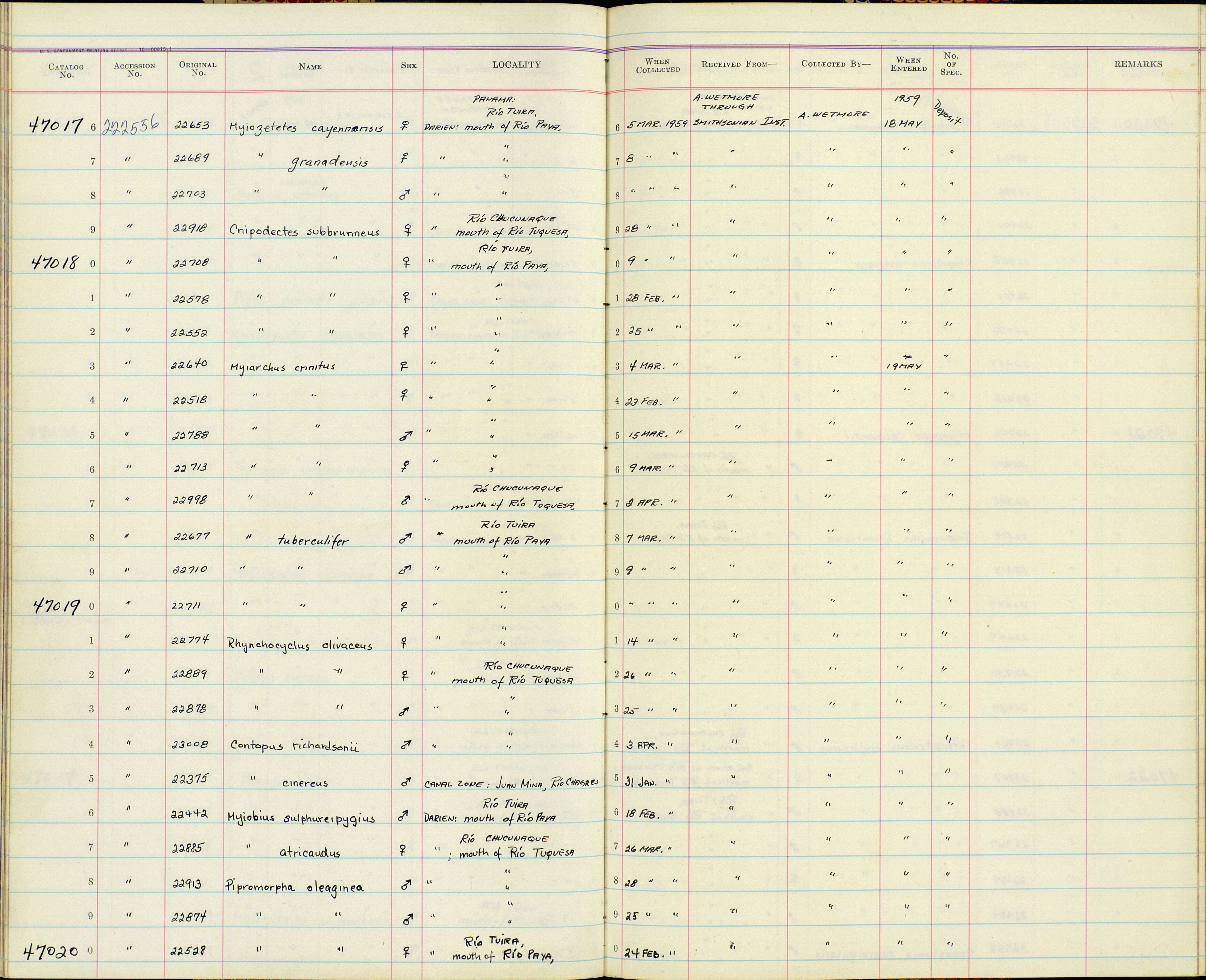 Image of Mionectes oleagineus parcus Bangs 1900