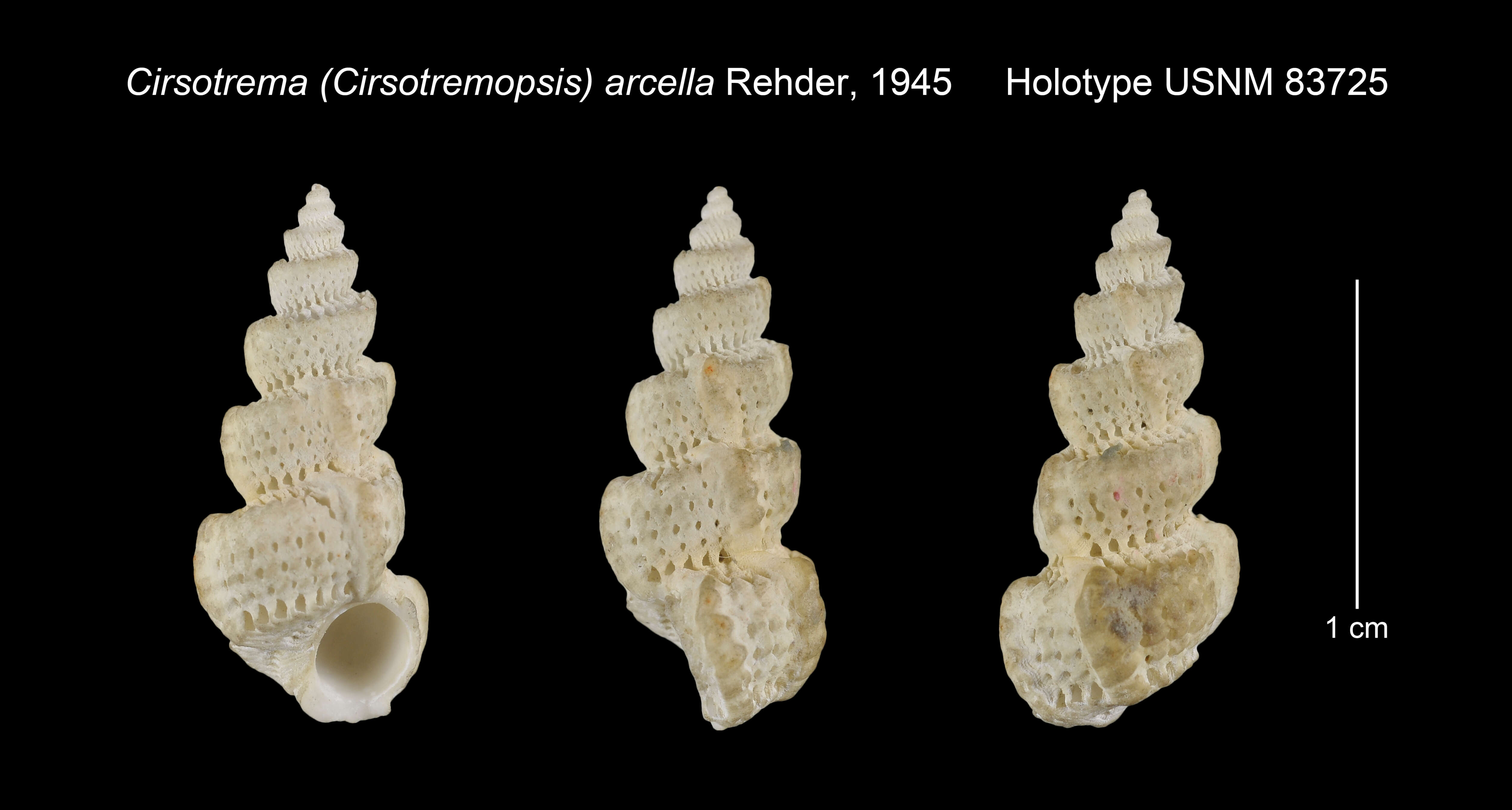 Imagem de Cirsotrema arcella Rehder 1945