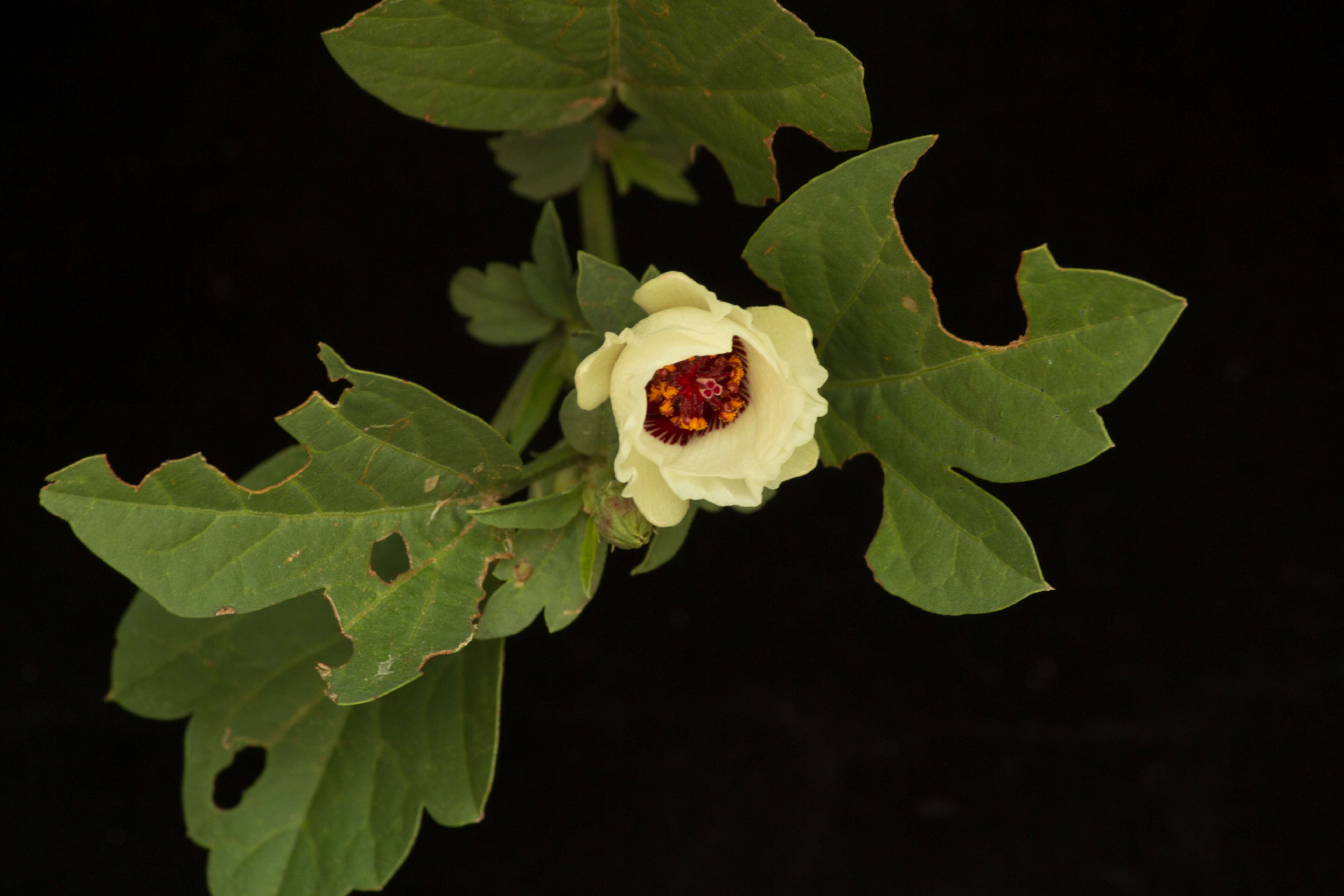 Image of Cienfuegosia rosei Fryxell