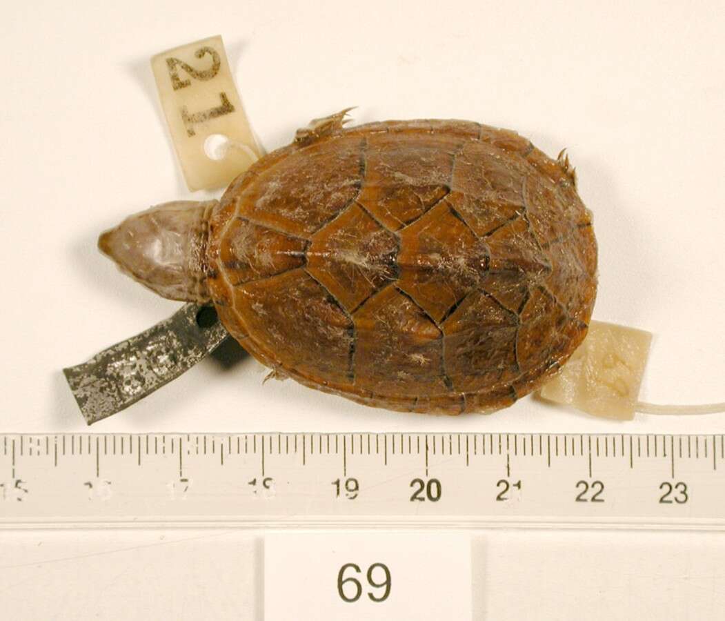 Image of Common Musk Turtle