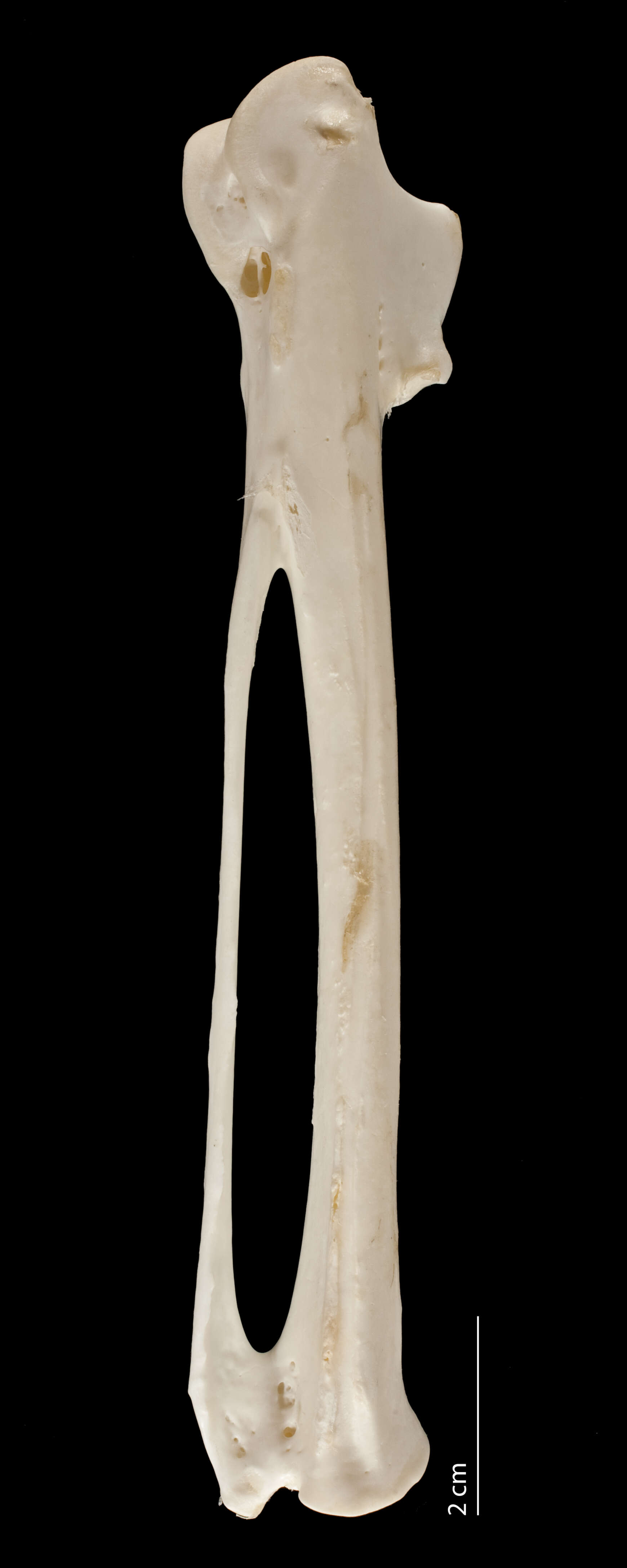 Image of Brown Pelican