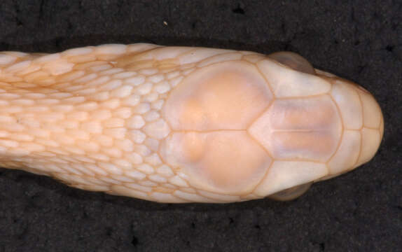 Image of Central African Egg-eating Snake