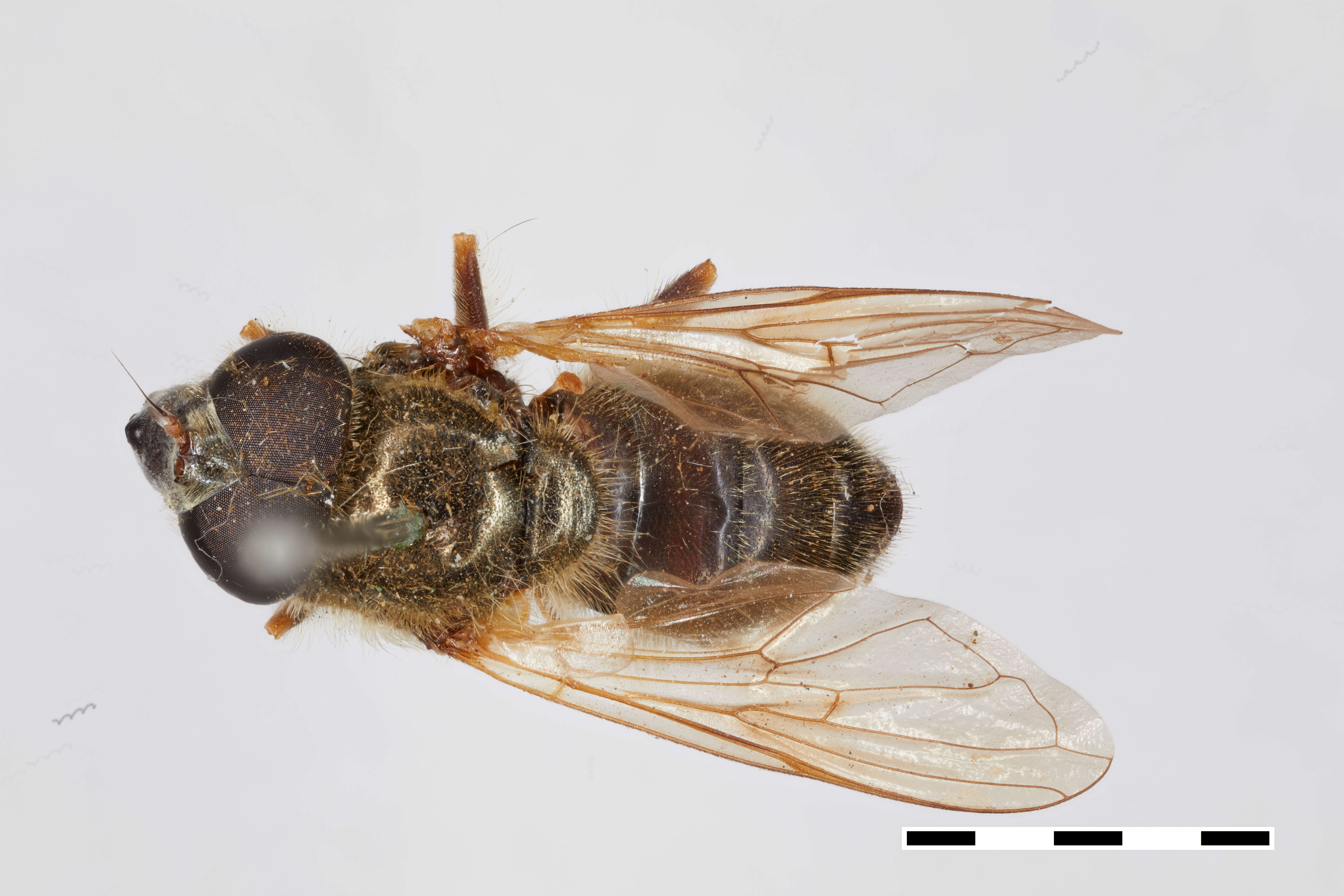 صورة Cheilosia lasiophthalmus Williston 1882