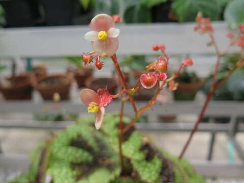 Image of Begonia masoniana Irmsch. ex Ziesenh.