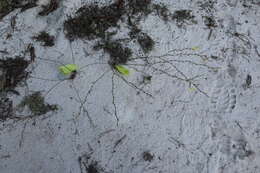 Image of highlands scrub St. Johnswort