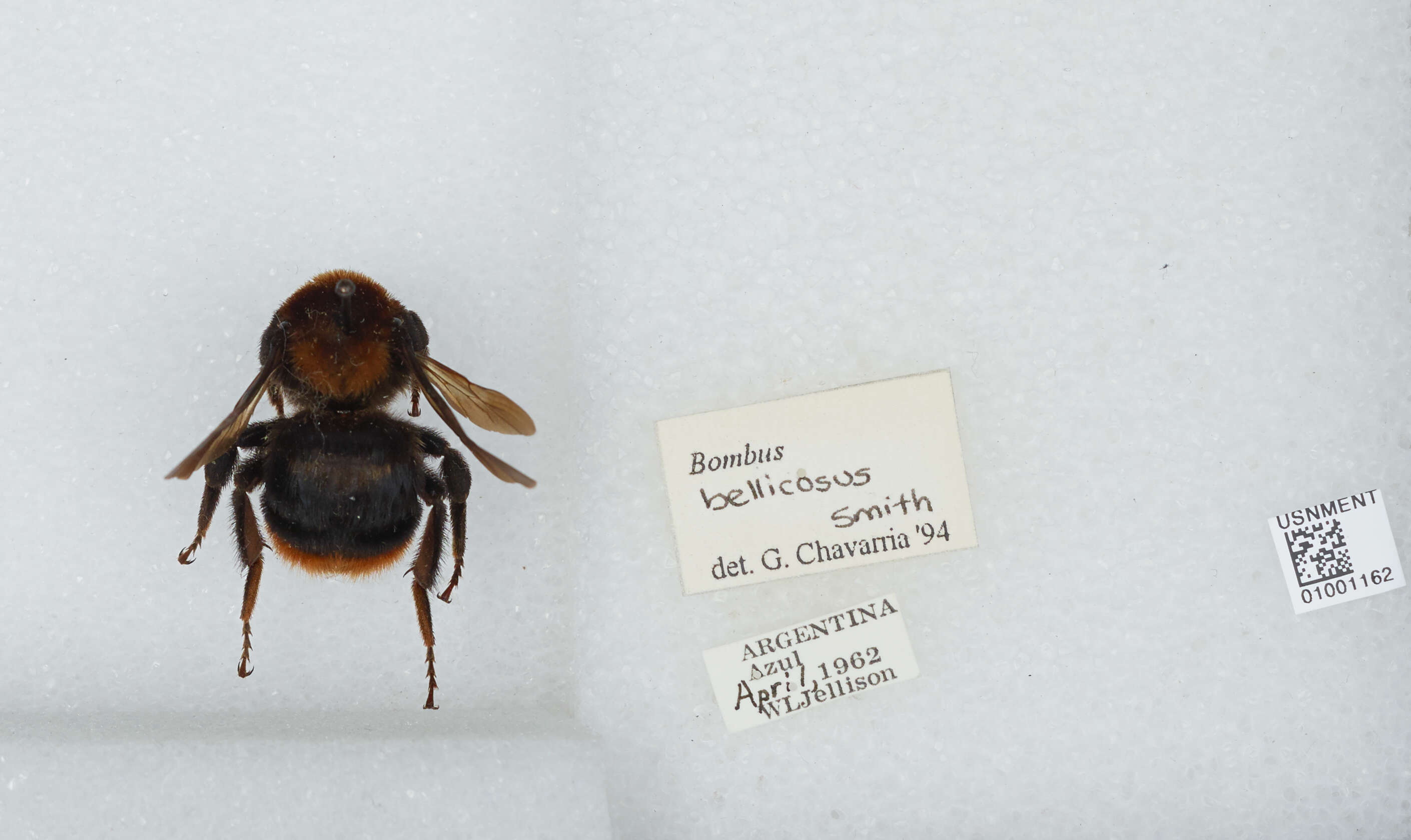 Imagem de Bombus bellicosus Smith 1879