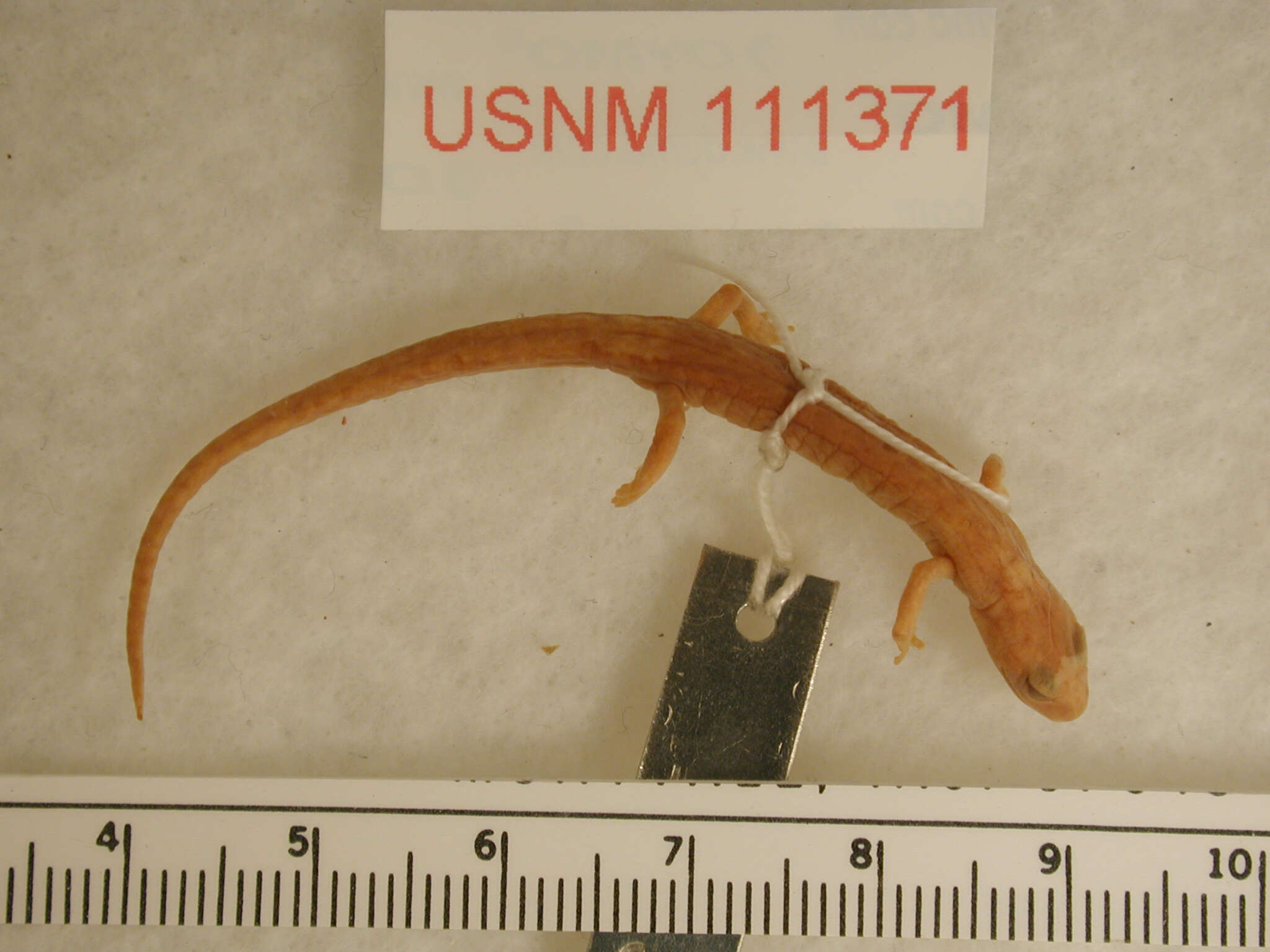 Image of Dendrotriton xolocalcae (Taylor 1941)