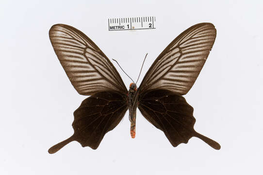 Image of Pachliopta atropos (Staudinger 1888)