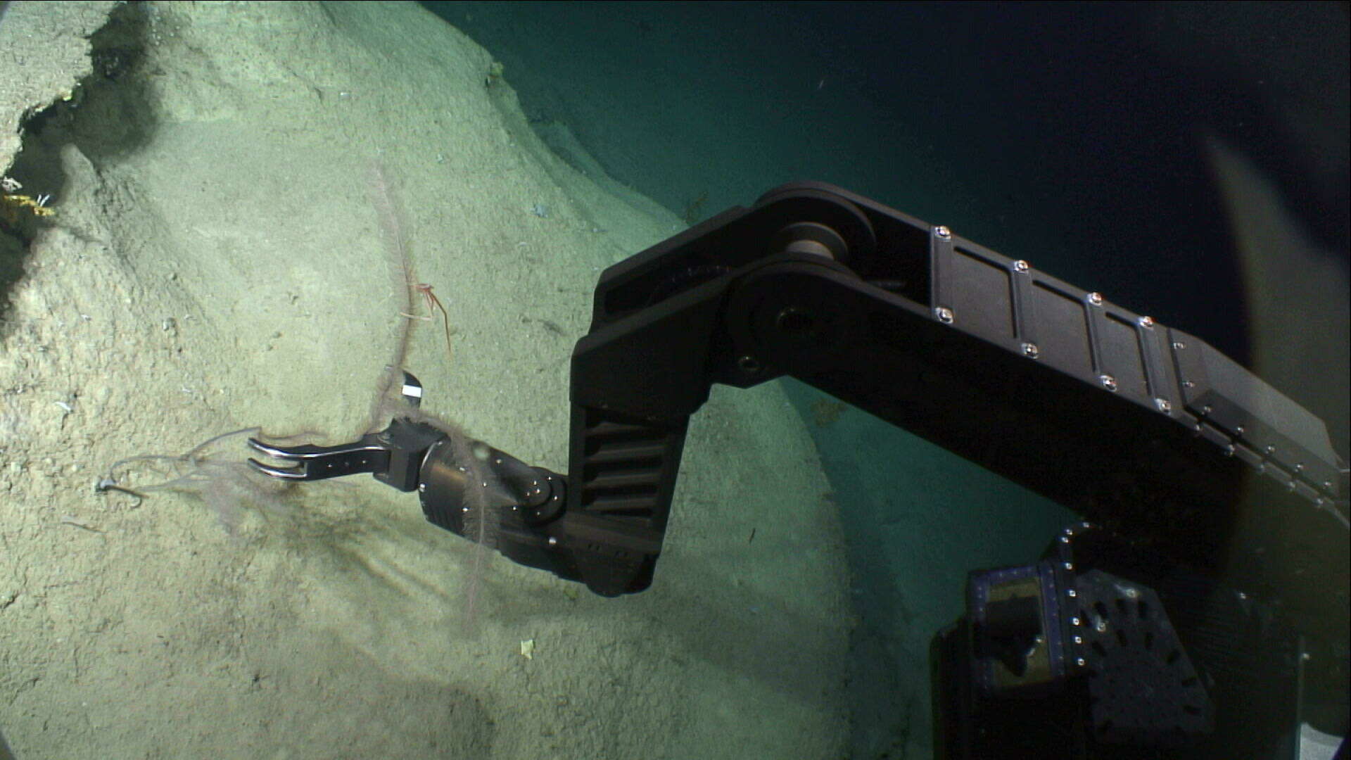 Image of Four-stick Black Coral