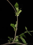 Image of Marsdenia coulteri Hemsl.