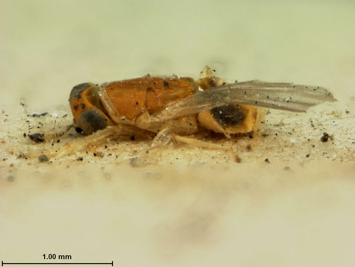 Image of Metaphycus albopleuralis (Ashmead 1904)