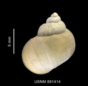 Image of Pellilitorina Pfeffer 1886