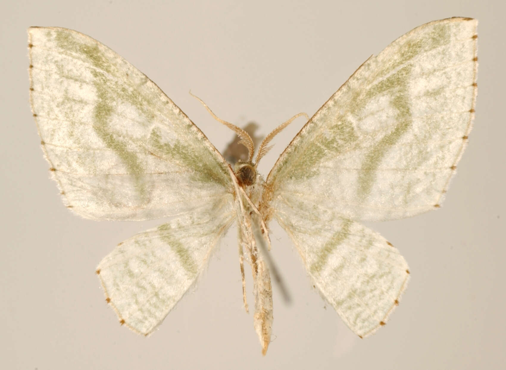 Image of Dyspteris vecinaria Schaus 1901