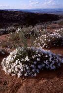 Image of pale evening primrose