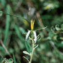 Image of Solanum microphyllum (Lam.) Dun.
