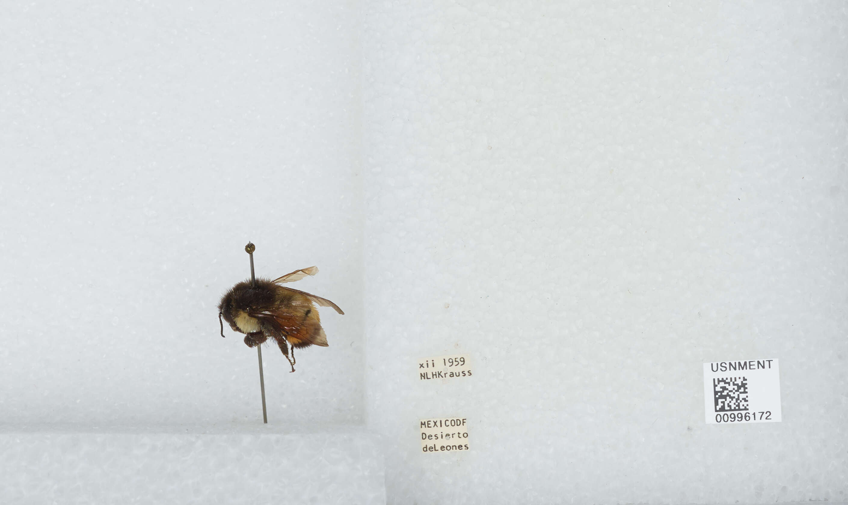 Image of Bombus ephippiatus Say 1837