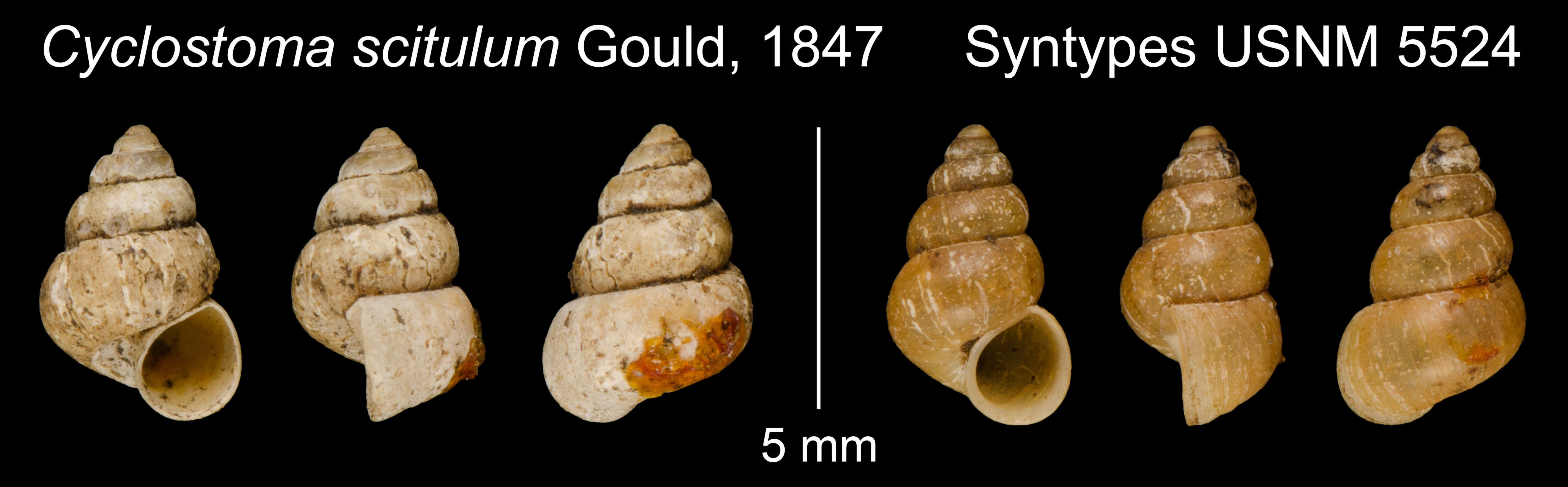Image of Cyclostoma scitulum Gould