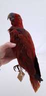 Image of Eclectus roratus vosmaeri (Rothschild 1922)