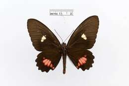 صورة Parides panares (Gray (1853))