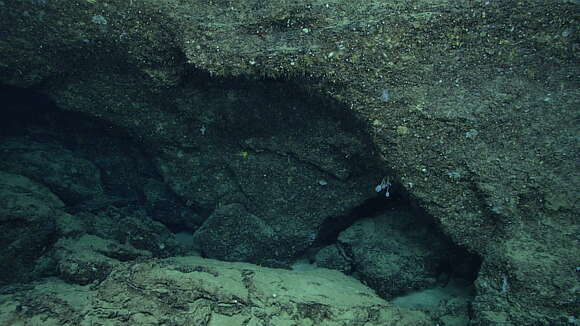 Image of Aphanipathes Brook 1889