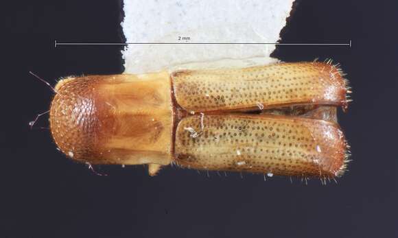 Image of Gnathotrupes bituberculatus Wood 1973