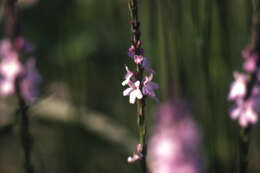 Image of narrowleaf vervain