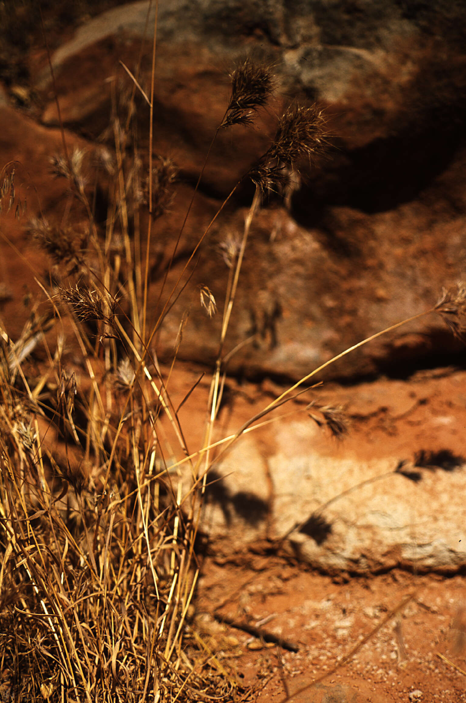 Image of red brome