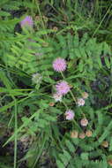 Image of Mimosa quadrivalvis var. angustata (Torr. & A. Gray) Barneby