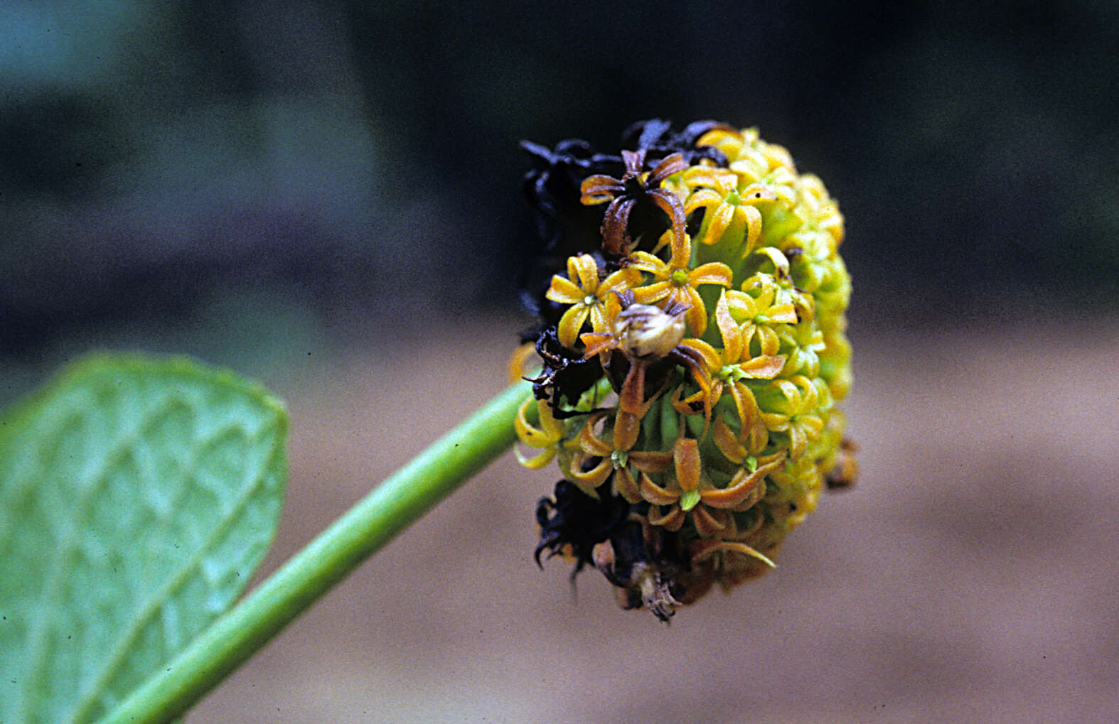 Image of Gurania subumbellata (Miq.) Cogn.