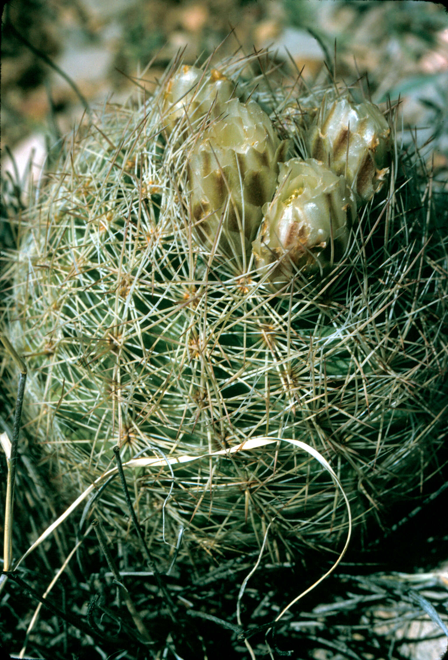 Image of Cactaceae