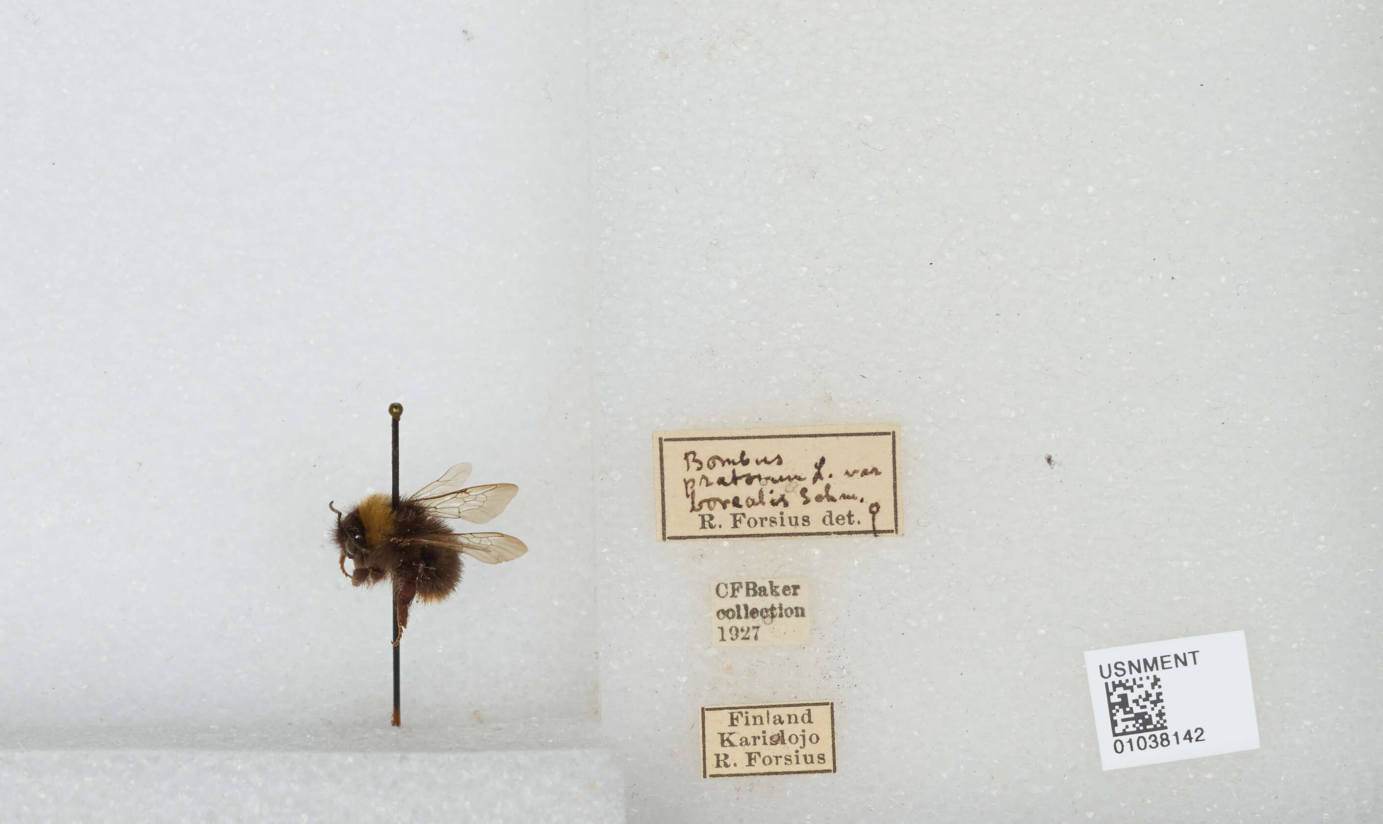 صورة Bombus pratorum (Linnaeus 1761)