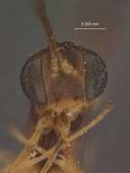 صورة Pristomerus minutus Cushman 1920