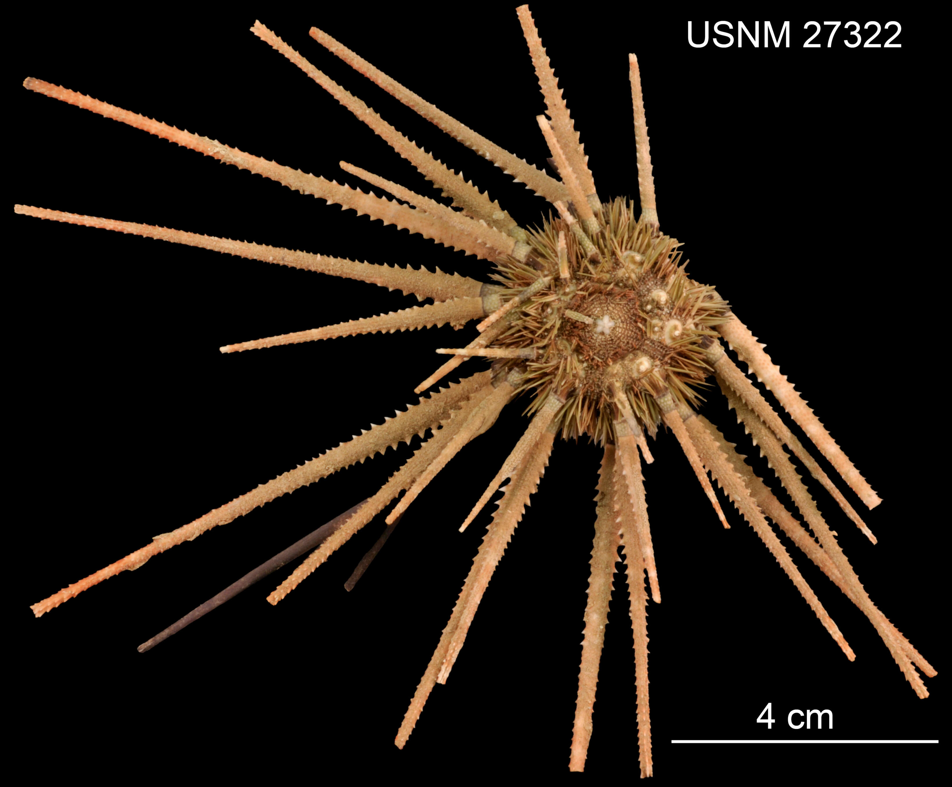 Image de Prionocidaris hawaiiensis (A. Agassiz & H. L. Clark 1907)