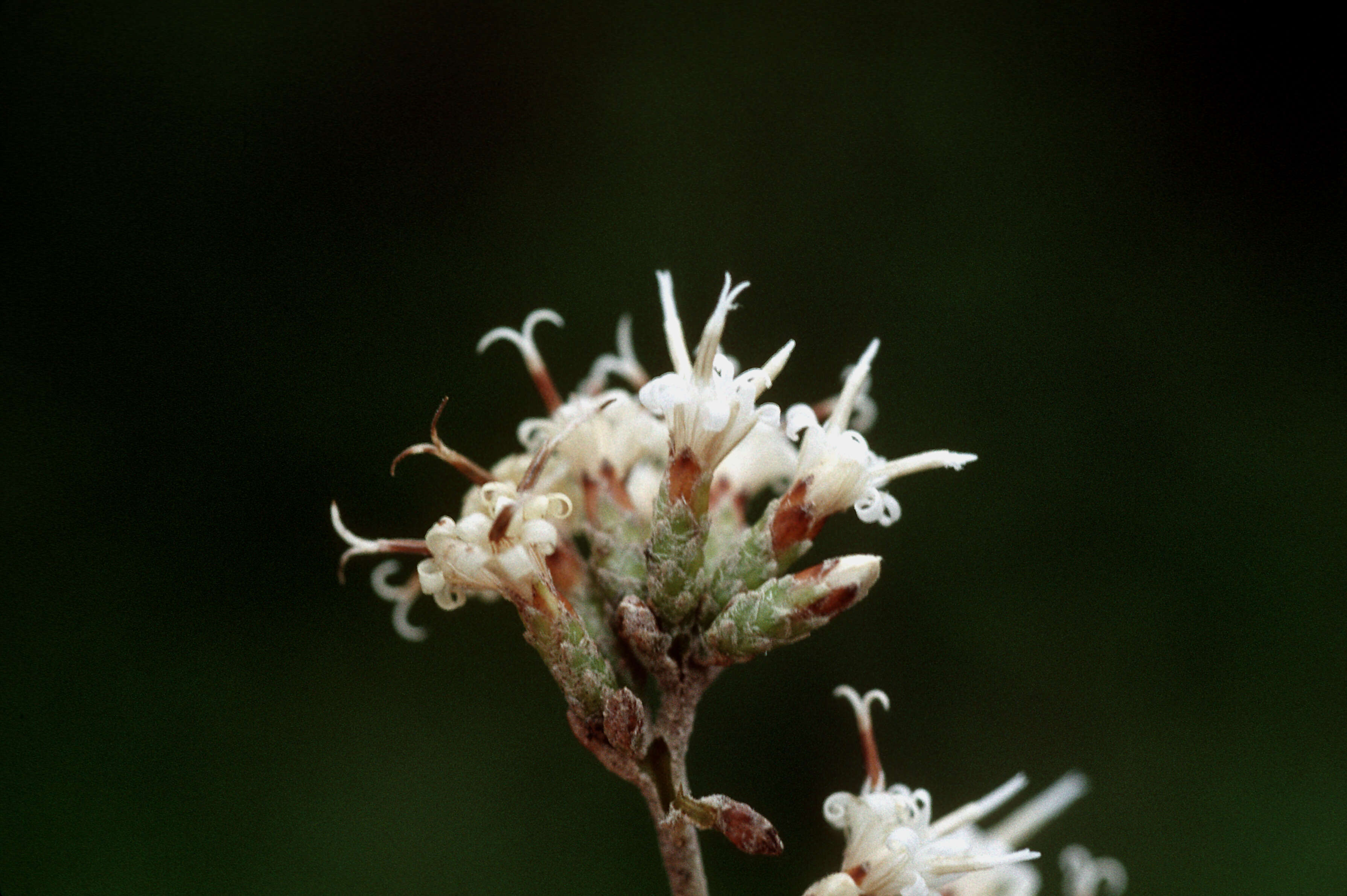 Image of mountain ashdaisy