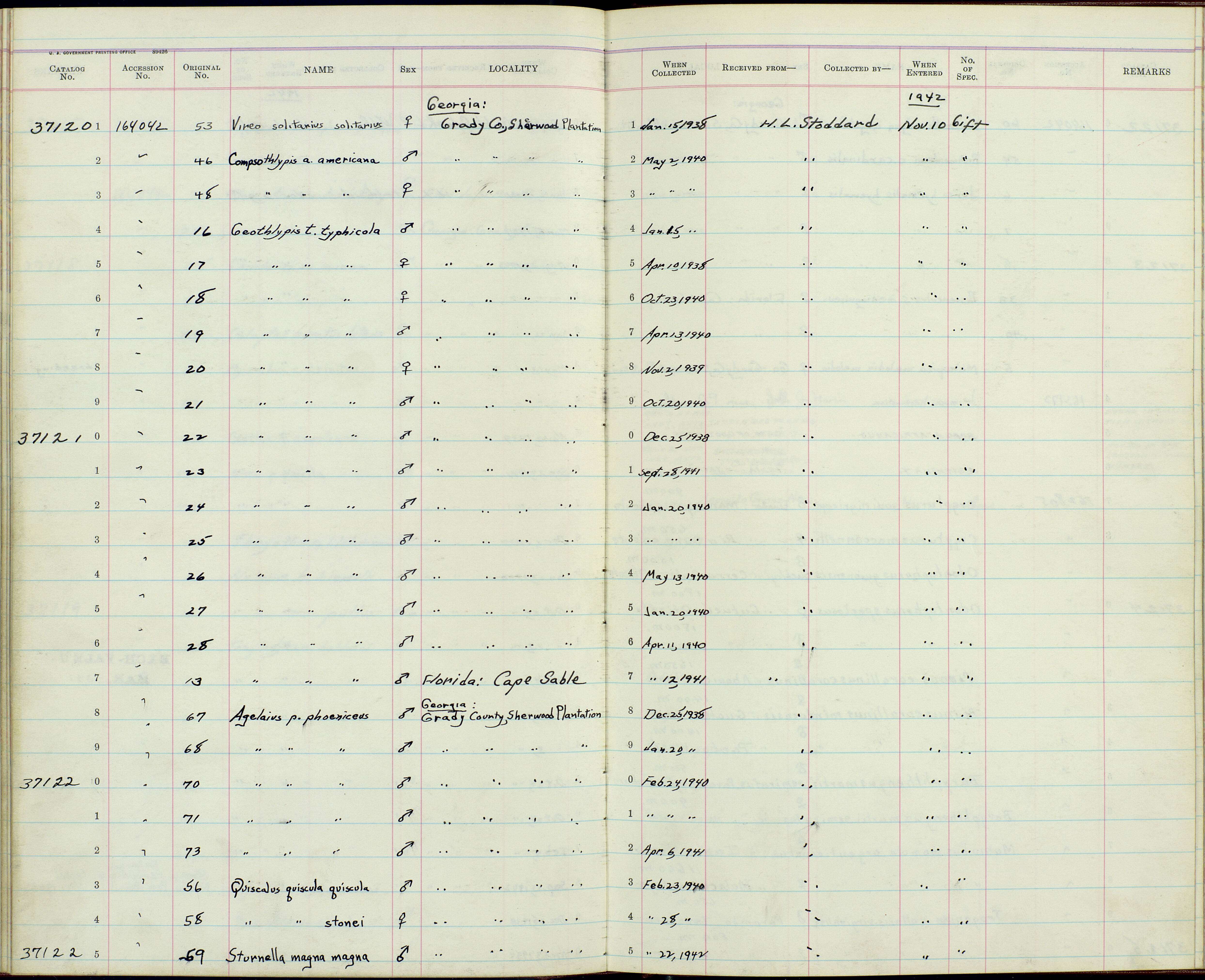 Geothlypis trichas typhicola Burleigh 1934 resmi