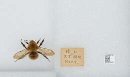 Imagem de Bombus diversus Smith 1869